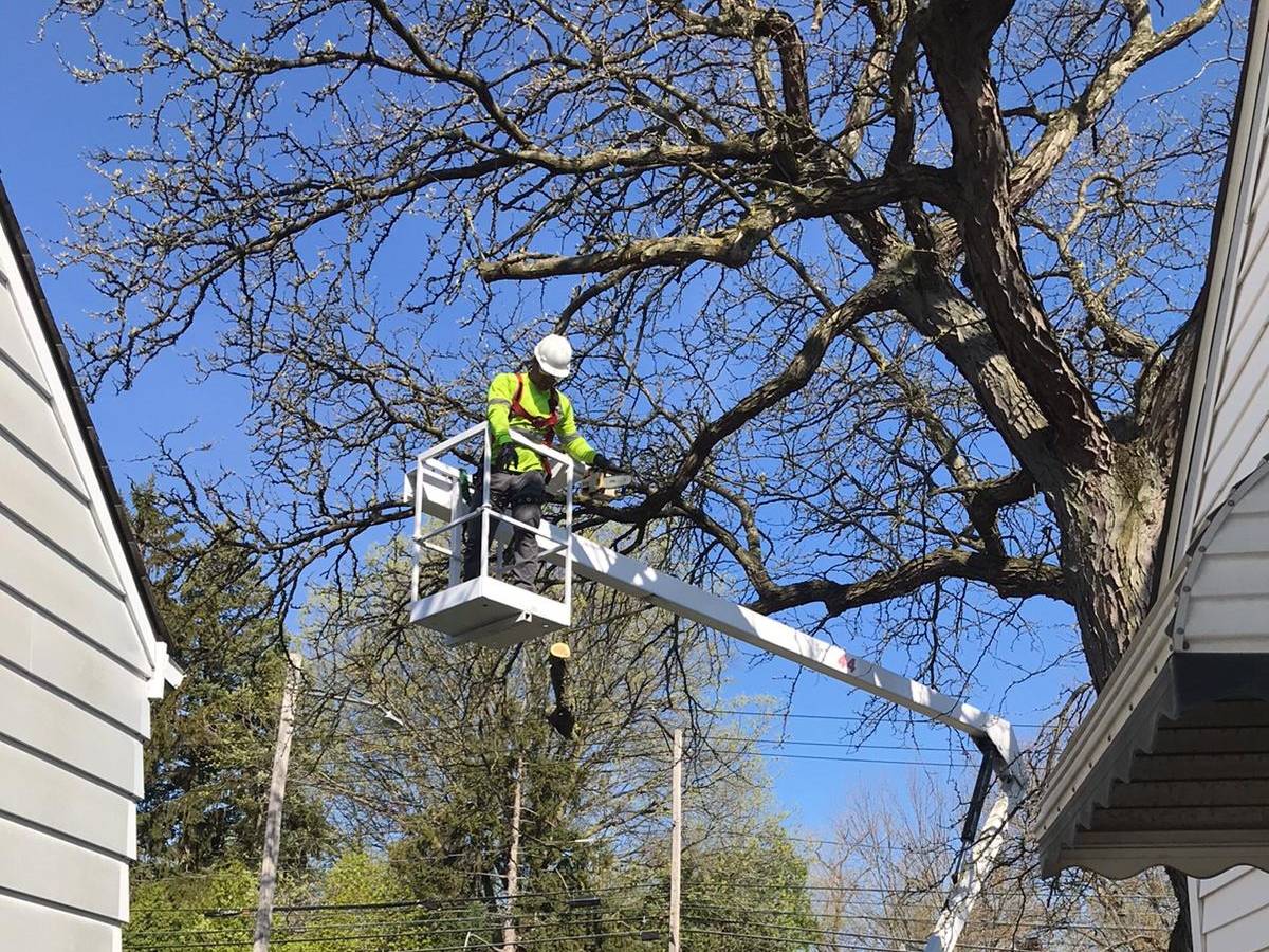 A worker in a hard hat and hi-vis vest in the bucket of a white lift, trimming a large bare tree beside a house, two crew members on the ground below.