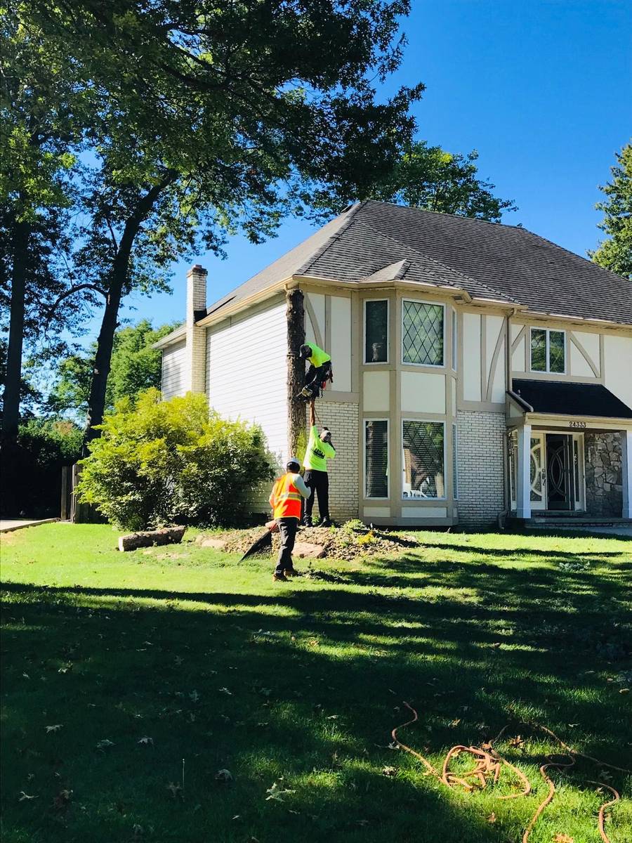 Tree workers in hi-vis shirts on a front lawn, one climbing a tall trunk beside a cream and brick house while two stand below.